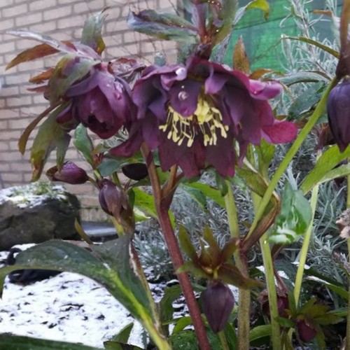 Helleborus orientalis 'Double Ellen Purple®' - Kaukaasia lumeroos 'Double Ellen Purple®' P9cm/0,55L